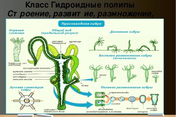 Кракен оф ссылка